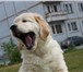 Солнечные щенки ретривера 1451620 Голден ретривер фото в Новосибирске