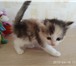 Красивые котята 4887861 Другая порода фото в Магнитогорске
