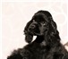 Питомник Жемчужная Россыпь предлагает перспективных щенков породы американский кокер спаниель пал 67102  фото в Чебоксарах