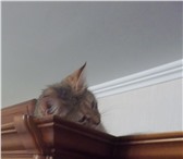 Фото в Домашние животные Отдам даром Отдам простерелизованную привитую кошку в в Саранске 0