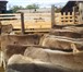Изображение в Домашние животные Другие животные ООО "КамАгро" занимается продажей крупного в Курлово 100 000