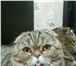 Фотография в Домашние животные Вязка Опытный , нежный , ласковый котик , приглашает в Ростове-на-Дону 2 000