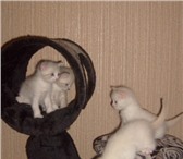 Отдадим котят в добрые руки 3480093 Домашняя кошка фото в Пензе