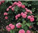 Фото в Домашние животные Растения Морозостойкие парковые розы почтой осень в Москве 200