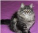 Сибирский котенок неоднократный победитель выставок 1070851 Сибирская фото в Москве