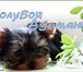 Очаровательные щенки йоркширского терьера, возраст 4 и 2, 5 месяца,  Мальчики и девочка,  Густая шел 67324  фото в Москве