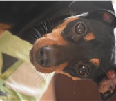 Фото в Домашние животные Вязка собак Сучка карликовый пинчер по имени Бэйсси чёрно-подпалого в Томске 0