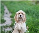 Фотография в Домашние животные Услуги для животных Гостиница для собак с дрессировкой - это в Тюмени 0