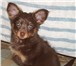 Продаётся высокопородный щенок длинношерстного той-терьера, девочка коричнево-подпалого окраса, д 64775  фото в Москве