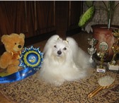 Фотография в Домашние животные Вязка собак Красивый перспективный  мальчик мальтийской в Москве 6 000