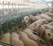 Изображение в Домашние животные Другие животные Реализация/продажа свиней в живом весе на в Чебоксарах 85