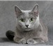 Кошку «Русской голубой» породы,  Голубого окраса с зелеными глазами,  Возраст 2 года, 153440  фото в Якутске