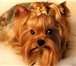 Изображение в Домашние животные Вязка собак Предлагаю для вязки красивого кобеля йоркширского в Москве 5 000