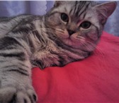 Изображение в Домашние животные Вязка Британский кот с густой набивной плюшевой в Челябинске 0