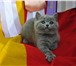 Чистокровные британские котята в питомнике чемпионы мира 1834832 Британская короткошерстная фото в Ростове-на-Дону