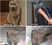 Прекрасный мальчик фолд 956871 Скоттиш фолд короткошерстная фото в Барнауле