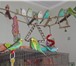 Фото в Домашние животные Птички Продаю волнистых попугаев домашнего разведения.Птички в Мытищах 1 200