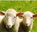 Foto в Домашние животные Другие животные Продам овец плодовитой, генетически чистой в Нижнекамске 1