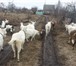 Foto в Домашние животные Другие животные 3 породы коз Зааненская.Альпийская.Чешская.Козлята в Липецке 1 000