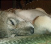 Окрас серо-чёрный, рождена 9 ноября 2010 года, преданная, игривая, ласковая девочка, энергичкая 65904  фото в Волгограде