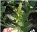 Изображение в Домашние животные Растения Семена табака в розницу и оптом по всей России в Владикавказе 40