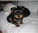 Продаётся щенок йоркширского терьера (мальчик)с отличной родословной (приучен к туалету, клеймо, п 64783  фото в Челябинске