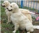 Фотография в Домашние животные Вязка собак Питомник Армальд предлагает кобеля на вязку в Москве 12 000