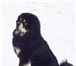 Изображение в Домашние животные Вязка собак Предлагается для вязки кобель тибетского в Барнауле 100