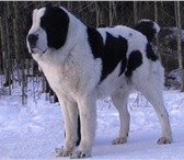 Фото в Домашние животные Вязка собак вязка 5 тыс, Алабай мальчик средне-озиатская в Челябинске 5 000