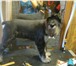 Фото в Домашние животные Услуги для животных Предлагается стрижка собак и кошек по выгодной в Старая Купавна 700