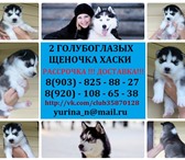 Голубоглазые хасята 2387295 Сибирский хаски фото в Ярославле