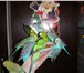 Фотография в Домашние животные Птички Продаю волнистых попугаев домашнего разведения.Птички в Мытищах 1 200