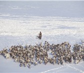 Первый и единственный помёт в Красноярске! Щенки ненецкой оленегонной лайки! Редчайшая аборигенна 64831  фото в Красноярске