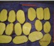 Foto в Одежда и обувь Разное ОАО «Вологодский картофель» реализует картофель в Вологде 15