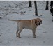 Фото в Домашние животные Вязка собак Предлагаем для вязки лабрадора-ретривера в Липецке 10 000