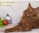 Котенок мейн-кун красный солид,   Шоу класс 2482144 Мейн-кун фото в Перми