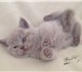 Шотландские котята,   Вислоухие и страйты 2100692 Скоттиш фолд фото в Санкт-Петербурге