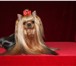 Изображение в Домашние животные Вязка собак Юный Чемпион России, Чемпион России приглашает в Москве 5 000