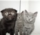 3 прекрасных котенка в поиске своих новы