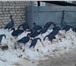Изображение в Хобби и увлечения Охота Профиля гусей, в стаях по 15 штук: 6 кормящихся, в Казани 1 500