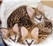 Изображение в Домашние животные Другие животные Продам котят Каракала и Сервала. Возраст в Москве 500 000