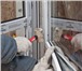 Foto в Строительство и ремонт Двери, окна, балконы Компания "РемонтникОкон" предлагает такие в Коломне 0