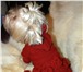 Фотография в Домашние животные Одежда для собак Изготавливаю по индивидуальным размерам. в Москве 400