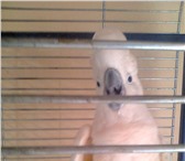 Фото в Домашние животные Птички Продам попугая какаду срочно 7 лет в Владикавказе 90 000