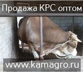 Фотография в Домашние животные Другие животные Продажа КРС оптом живым весом по Рф и СНГ, в Москве 198