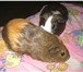 Foto в Домашние животные Грызуны продам морская свинка девочка пищалка с клеткой в Комсомольск-на-Амуре 1 000