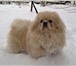 Фотография в Домашние животные Вязка собак Очаровательный пекинес Бонифаций, молодой, в Энгельсе 500