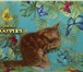 Котёнок мейн кун красный солид - Добрыня 4414617 Мейн-кун фото в Тюмени