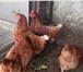Фотография в Домашние животные Птички Продам кур несушек 10 штук.  Молоденькие, в Новосибирске 250
