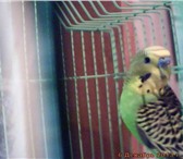 Foto в Домашние животные Птички Продаю волнистого попугая,зелёно-жёлто-чёрного в Москве 800